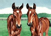 Mares and Foals, Equine Art - Little Beauties